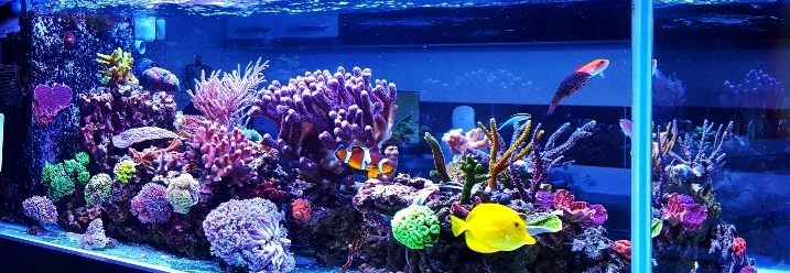 Beleuchtetes Aquarium mit Korallen und Fischen